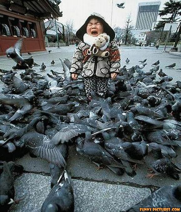 funny-pigeon-attack-child.jpg